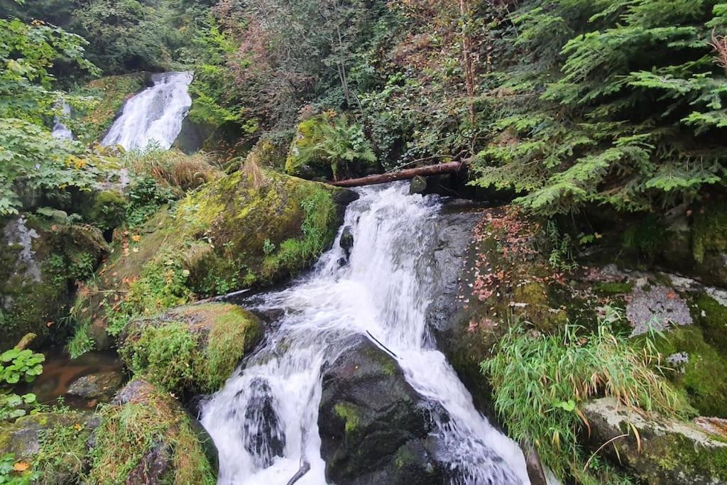 Black Forest Kuckucksnest Im Schwarzwald Schönwalde